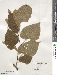 Tilia americana image