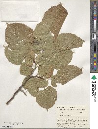 Tilia americana image