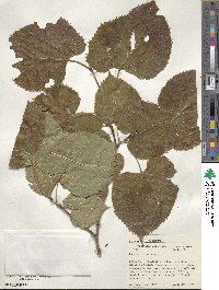 Tilia americana image