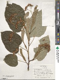 Tilia americana image