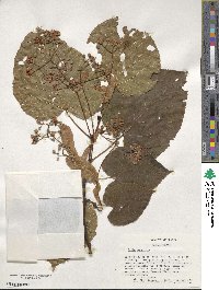 Tilia americana image