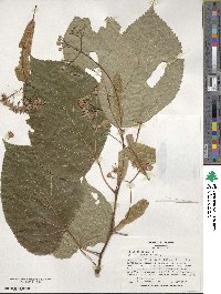 Tilia americana image