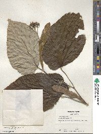 Tilia americana image