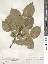 Tilia americana image