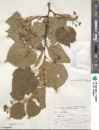 Tilia americana image