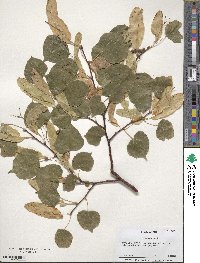 Tilia americana image