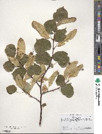 Tilia americana image