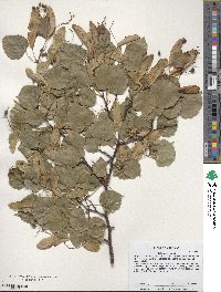 Tilia americana image