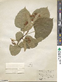 Tilia americana image