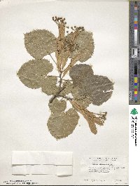 Tilia americana image