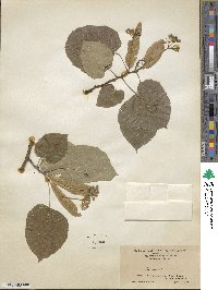 Tilia americana image