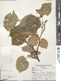 Tilia americana image