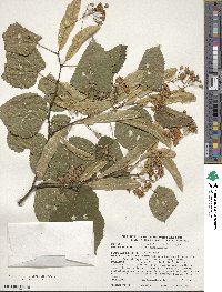 Tilia americana image