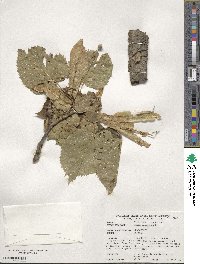 Tilia americana image