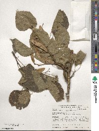 Tilia americana image