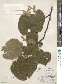 Tilia americana image