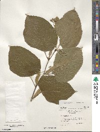 Tilia americana image