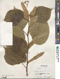 Tilia americana image