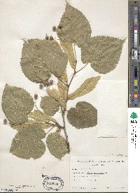 Tilia americana image