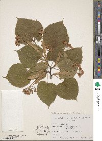 Tilia americana image