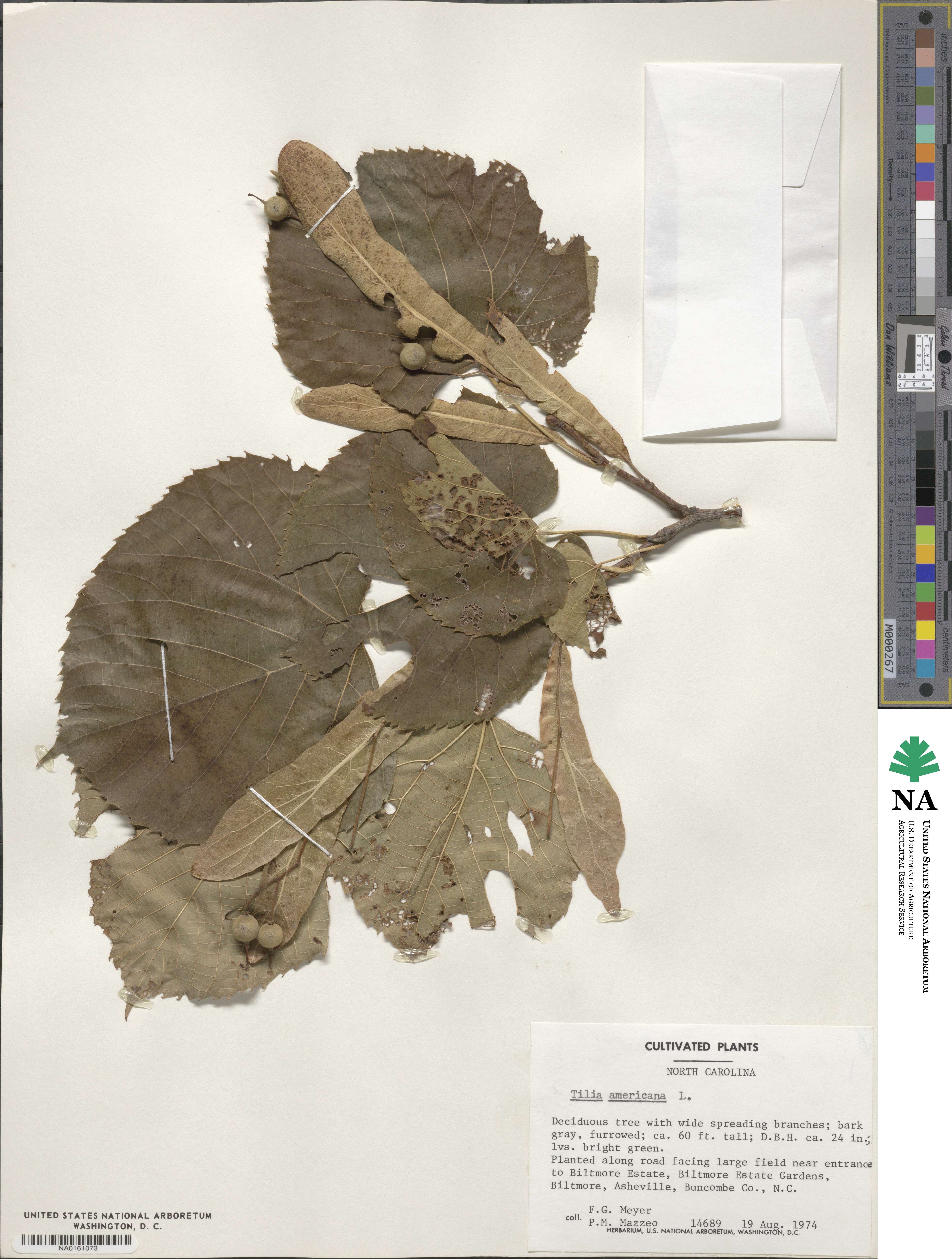 Tilia americana image