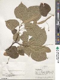 Tilia americana image