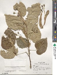 Tilia americana image