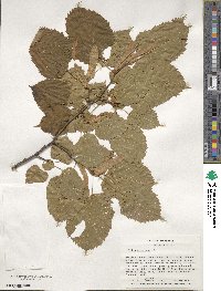 Tilia americana image