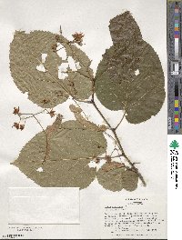 Tilia americana image