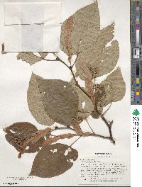 Tilia americana image