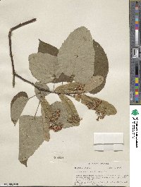 Tilia americana image