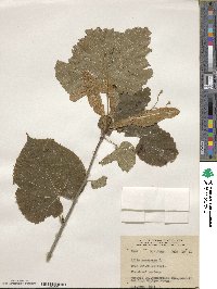 Tilia americana image