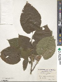 Tilia americana image