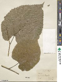 Tilia americana image