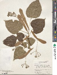 Tilia americana image