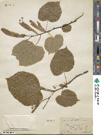 Tilia americana image