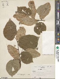 Tilia americana image