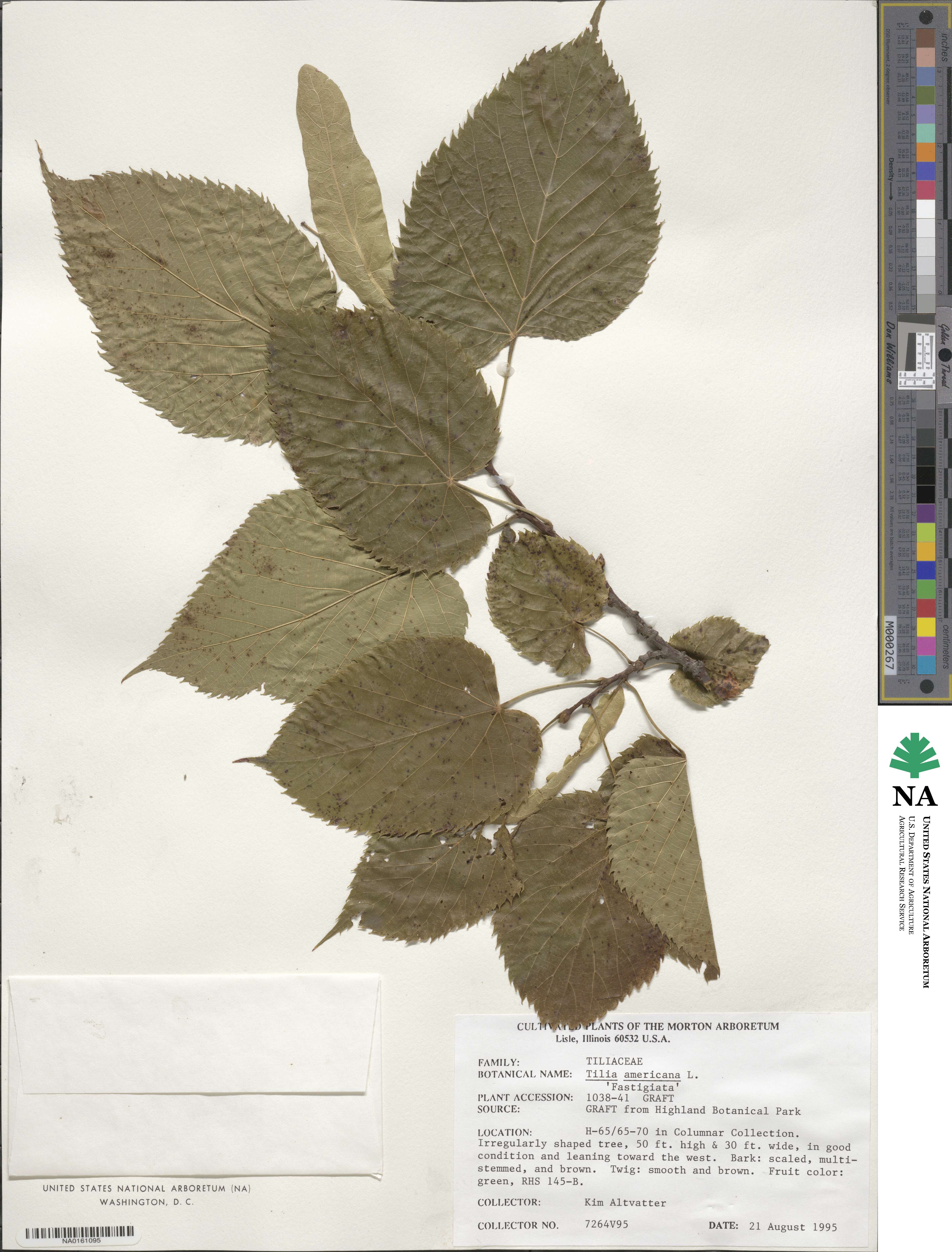 Tilia image