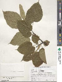 Tilia americana image