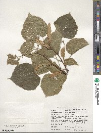 Tilia americana image