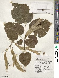 Tilia americana image