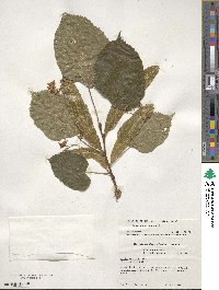 Tilia americana image