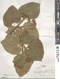 Tilia americana image