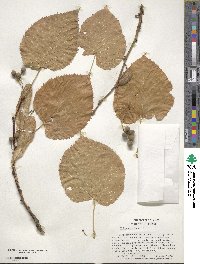 Tilia americana image