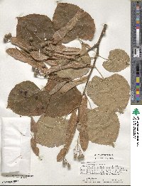 Tilia americana image