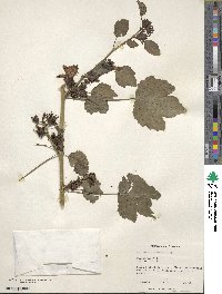 Hibiscus acetosella image