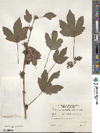 Hibiscus acetosella image