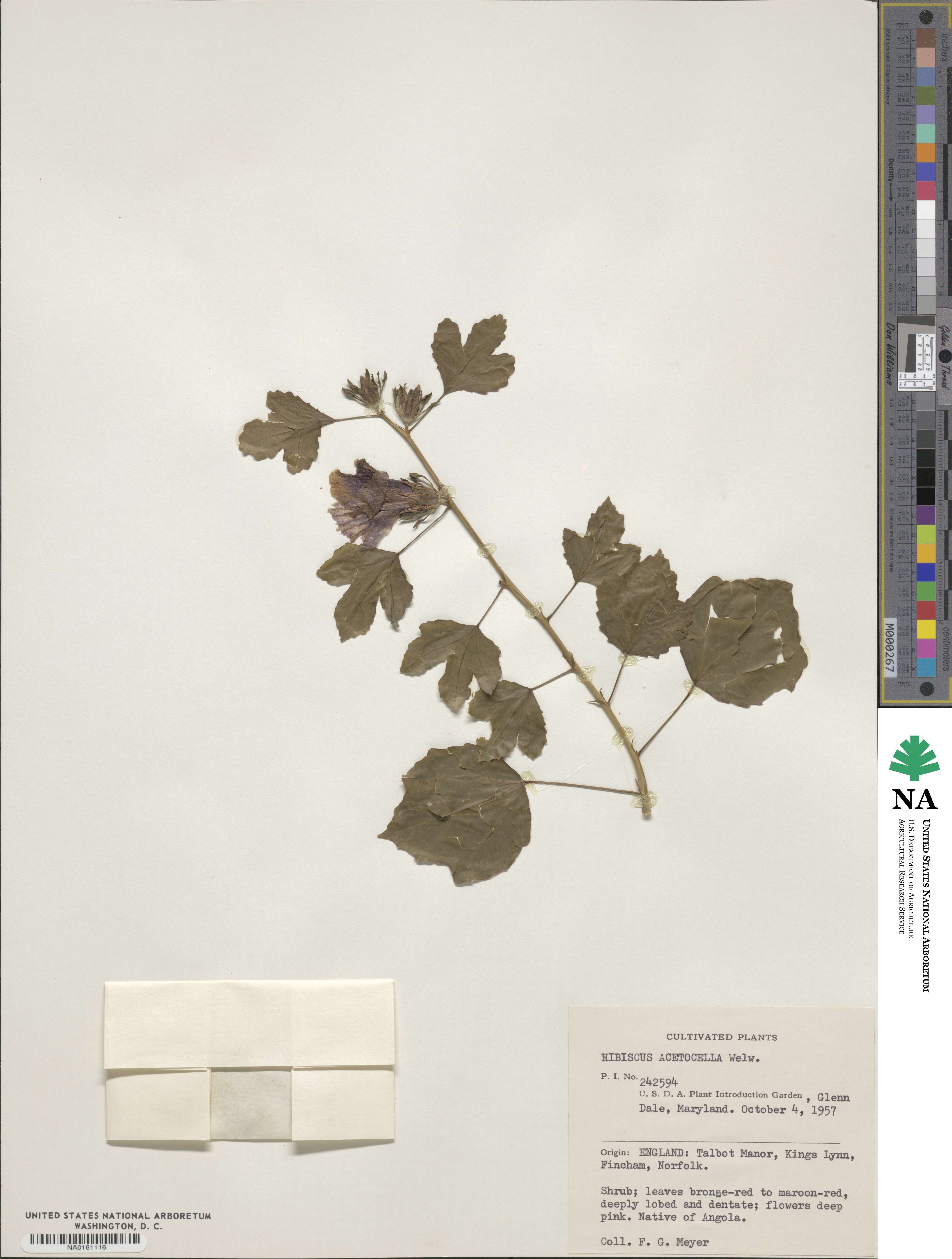 Hibiscus acetosella image