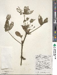 Hibiscus cannabinus image