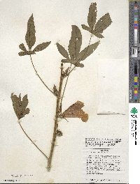 Hibiscus cannabinus image